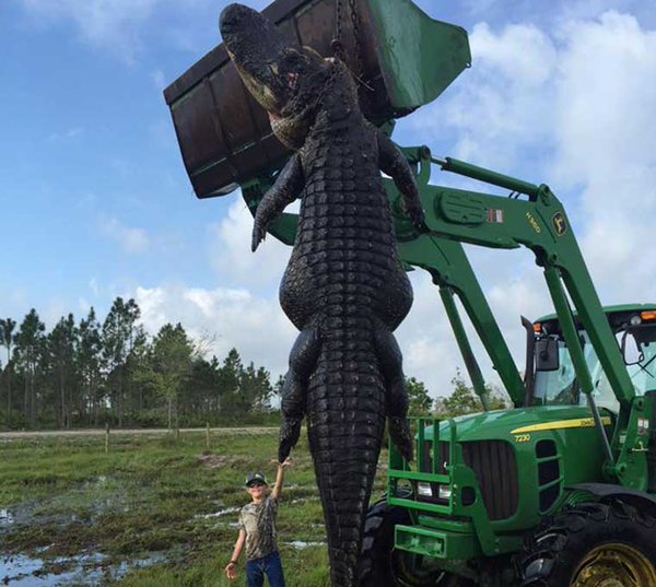 El cocodrilo de 4,5 metros cazado en una granja en el centro de Florida.Crédito: Facebook