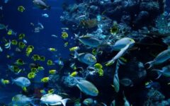 CAF destinará 1,250 mdd para proteger océanos de Latam y el Caribe