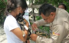 Anuncian jornada antirrábica 2023; se atenderá tanto a perros como a gatos, en la zona continental y en la insular del municipio