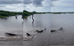 Captan a cocodrilos apareándose; fueron vistos por turistas en la laguna Chunchacab, dentro de la Reserva Ecología de Punta Sur