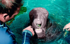 Dolphin Discovery anuncia nueva serie en redes sociales “Detrás del bienestar animal”