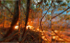 Se sofoca incendio forestal en Puerto Morelos tras intensas jornadas de combate