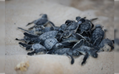 Las autoridades de Puerto Morelos ultiman detalles para proteger a las tortugas marinas