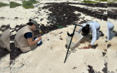 La Fundación de Parques y Museos registró el primer nido de tortuga marina en el campamento de Punta Sur