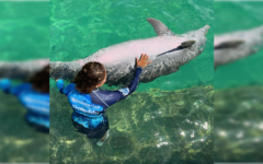 Dolphin Discovery anuncia nueva serie en redes sociales