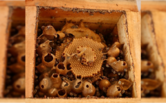 Afecta sequía la apicultura