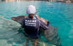 Delfinarios reciben acreditación por cumplir con hábitats seguros