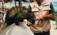 La Fundación de Parques y Museos puso a salvo a un puercoespín, considerada una especie amenazada