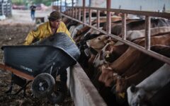 Histórico retorno a la exportación de ganado bovino desde Quintana Roo a Estados Unidos