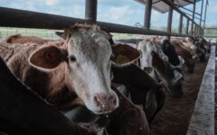 Se reanuda exportación de ganado bovino a EU