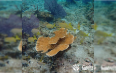 Más corales pueden morir