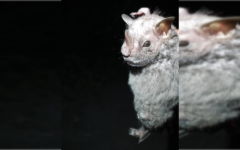 La Fundación de Parques y Museos de Cozumel, da a conocer el descubrimiento del murciélago Ojón Peludo (Chiroderma villosum)