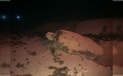 Anida la primera tortuga marina en playas de Cancún